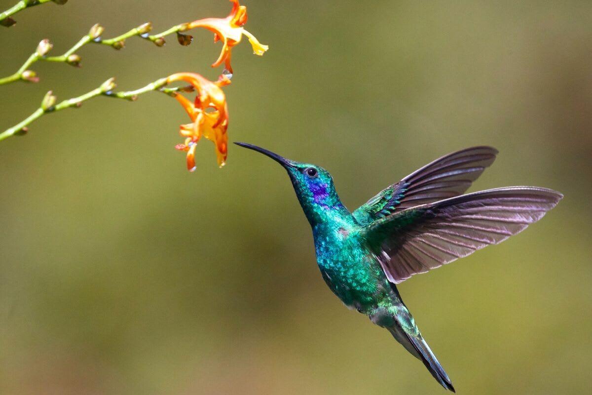 Hummingbirds of Costa Rica