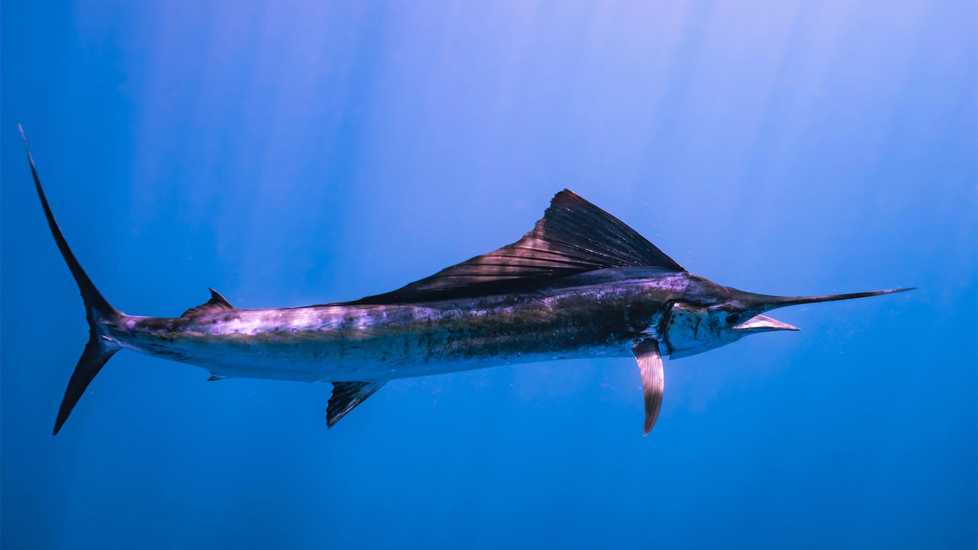 Traits of Sailfish in Costa Rica