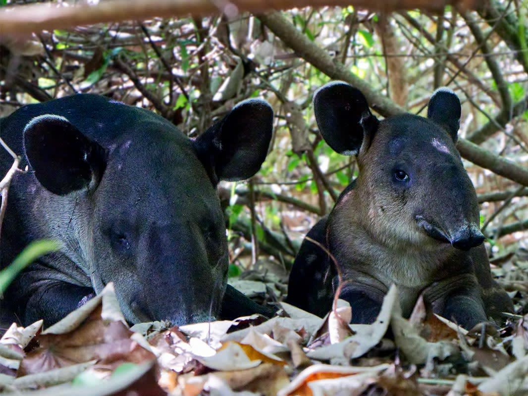 Baird’s Tapir: Reproduction and Survival in the Wild