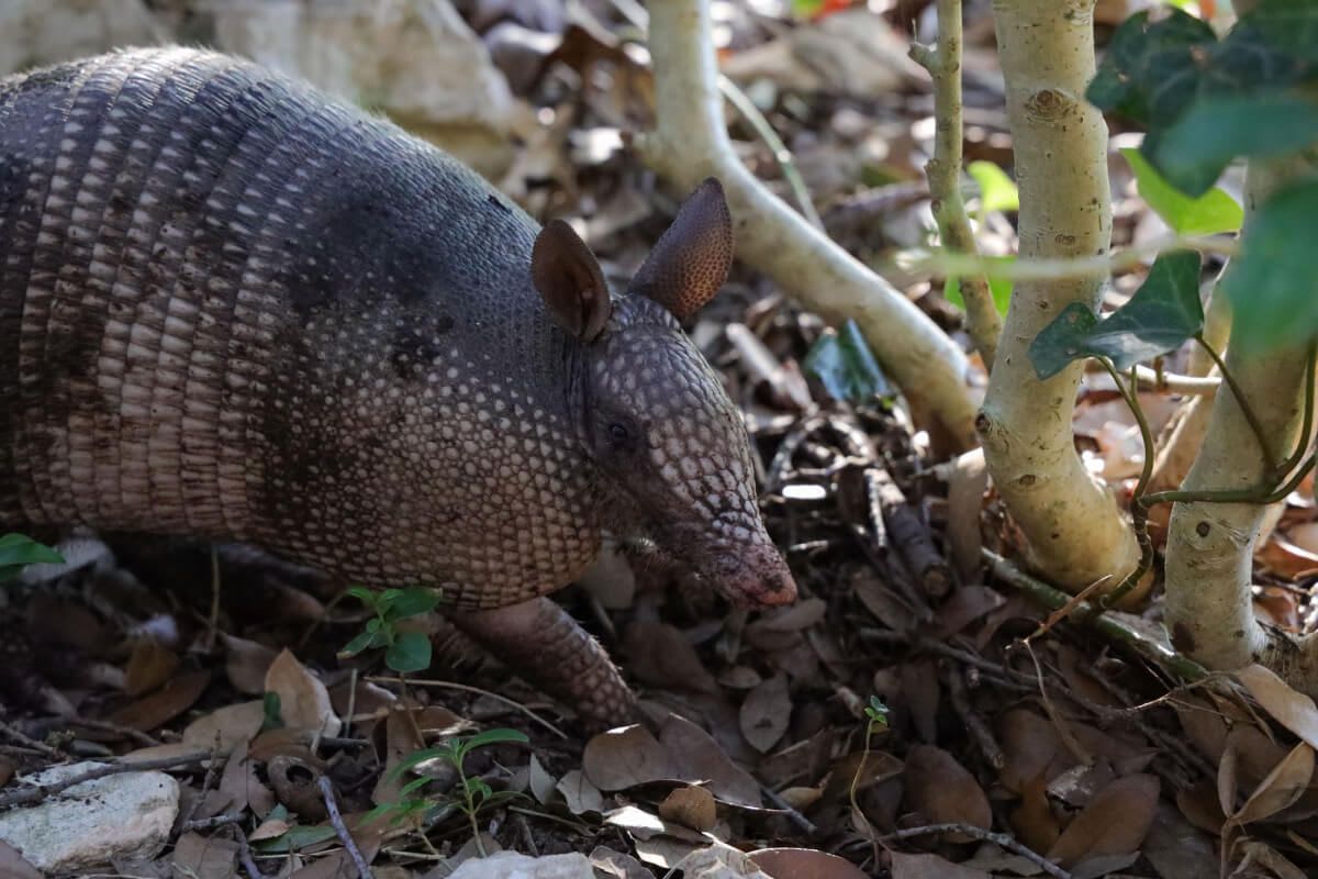 Behavior, Diet, and Survival Tactics of Armadillos