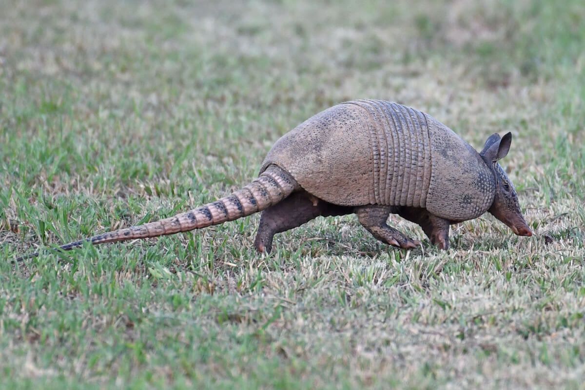 Fun Facts about Armadillos