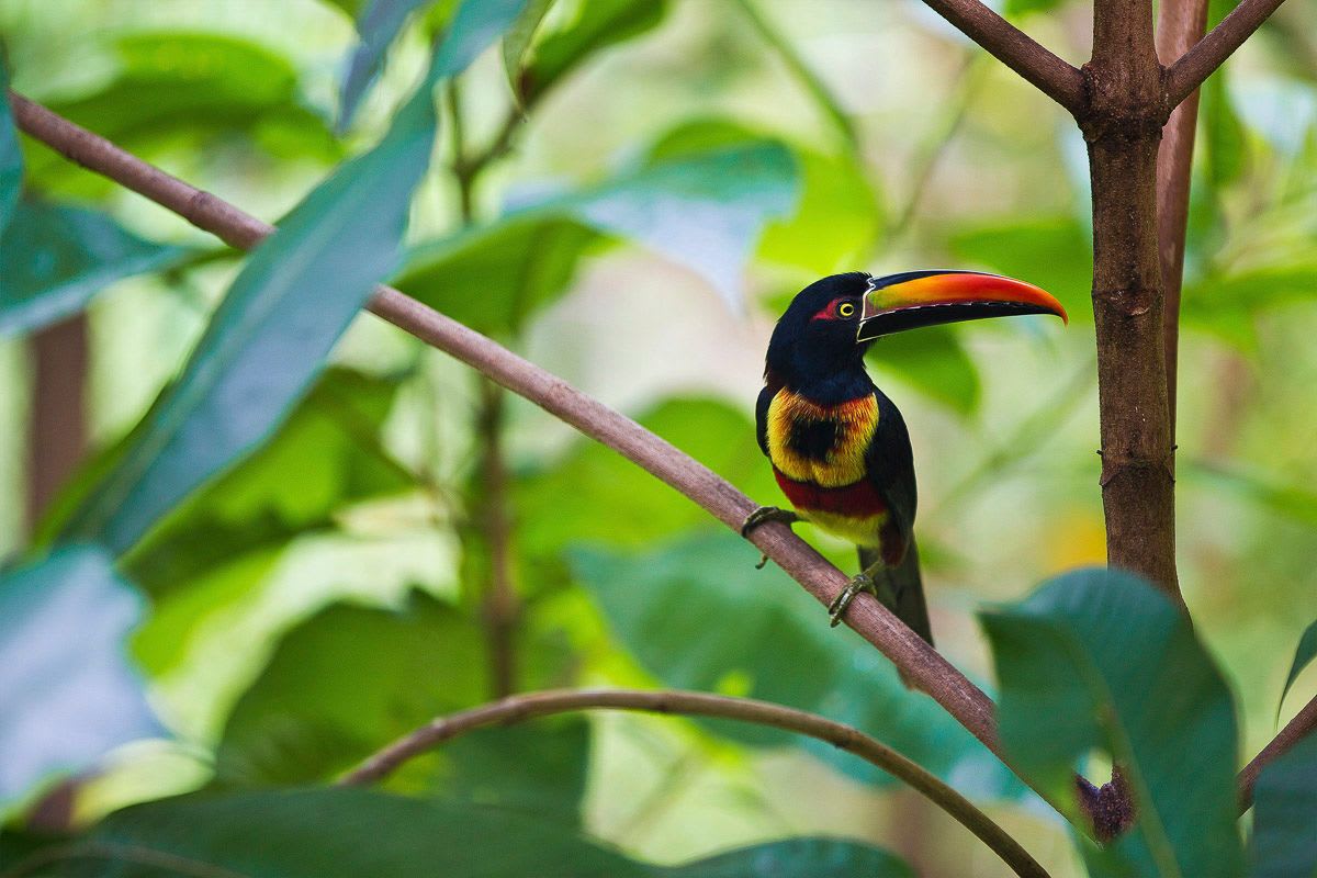 Nature's Flourish: Costa Rica's Wildlife in May