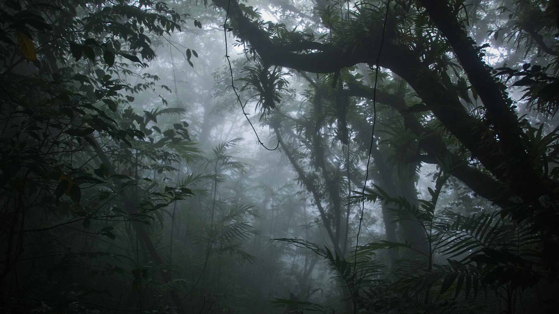 Monteverde Cloud Forest