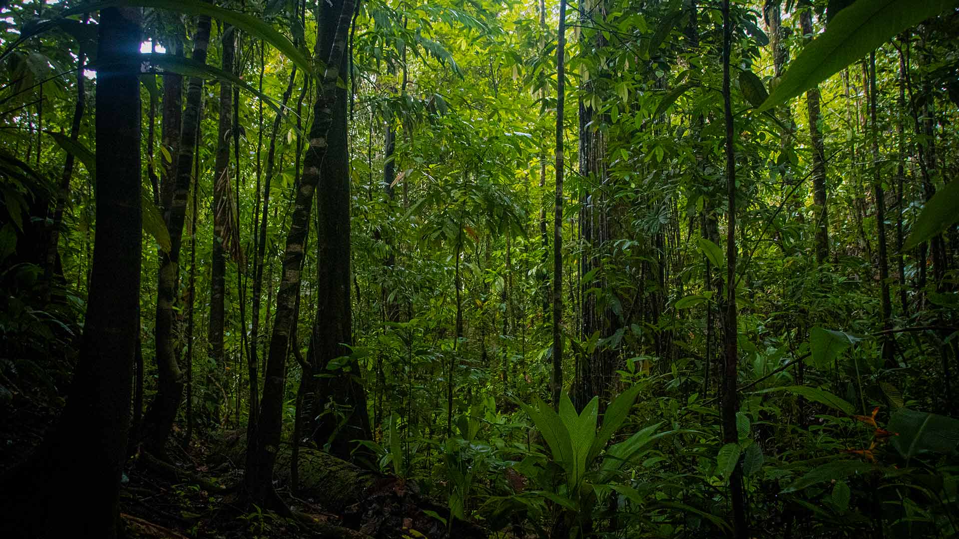 Best Ayahuasca Retreats in Costa Rica