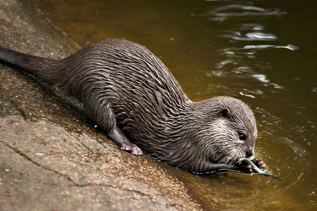 Challenges and Resilience of Otters Living in the Wild