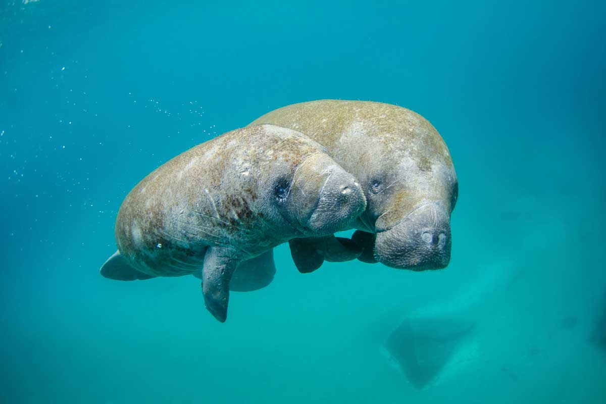 The Manatees of Costa Rica