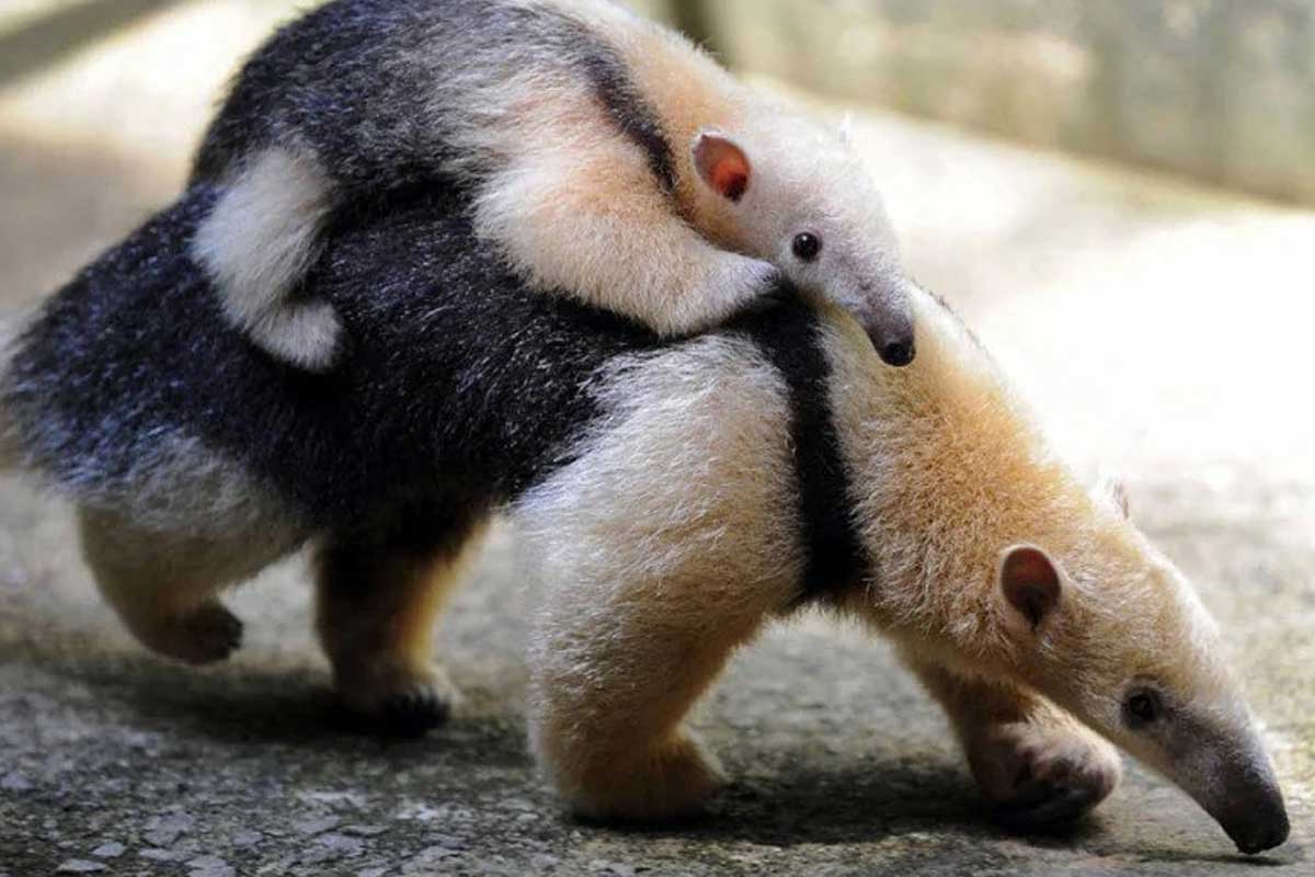 The Family Life of Anteaters: From Mating to Birth