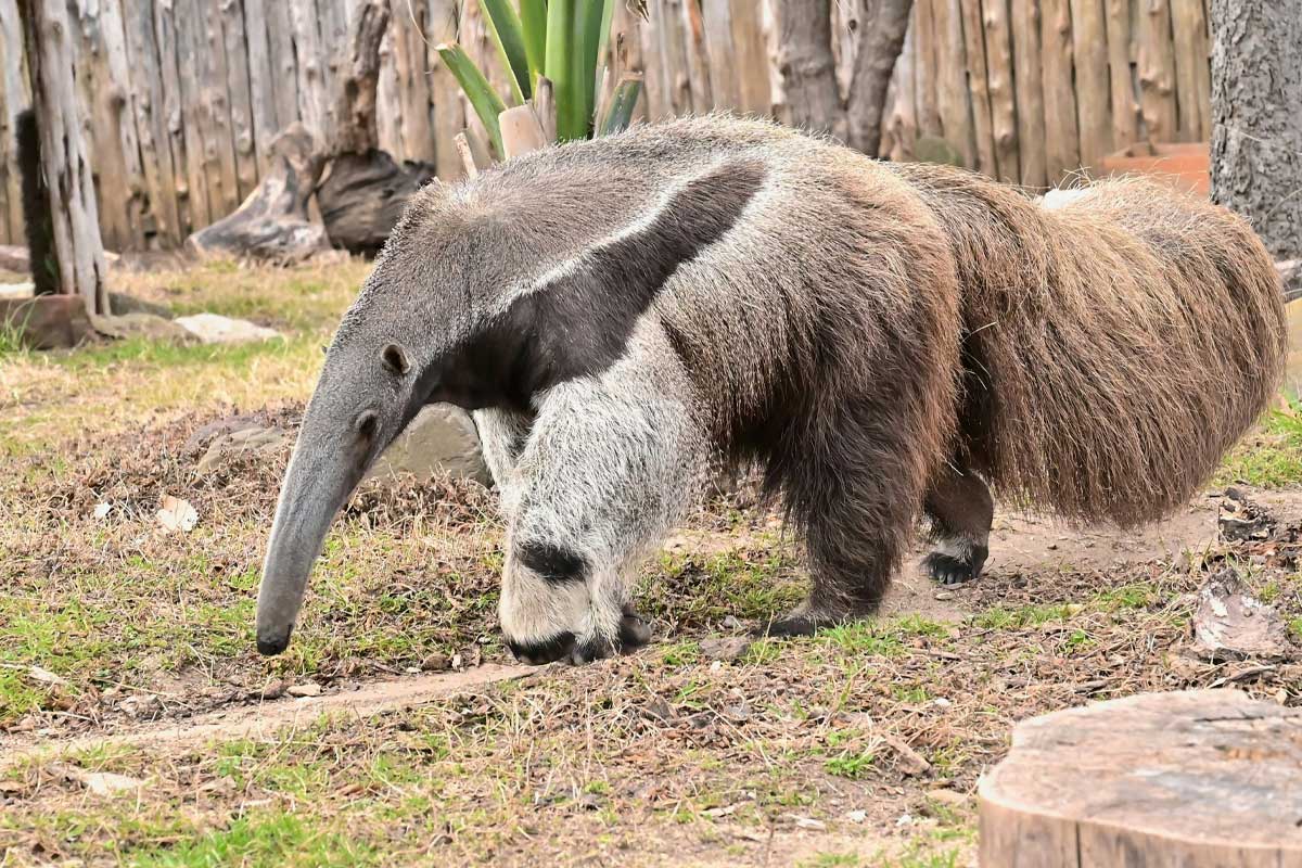 Anteater Conservation Efforts