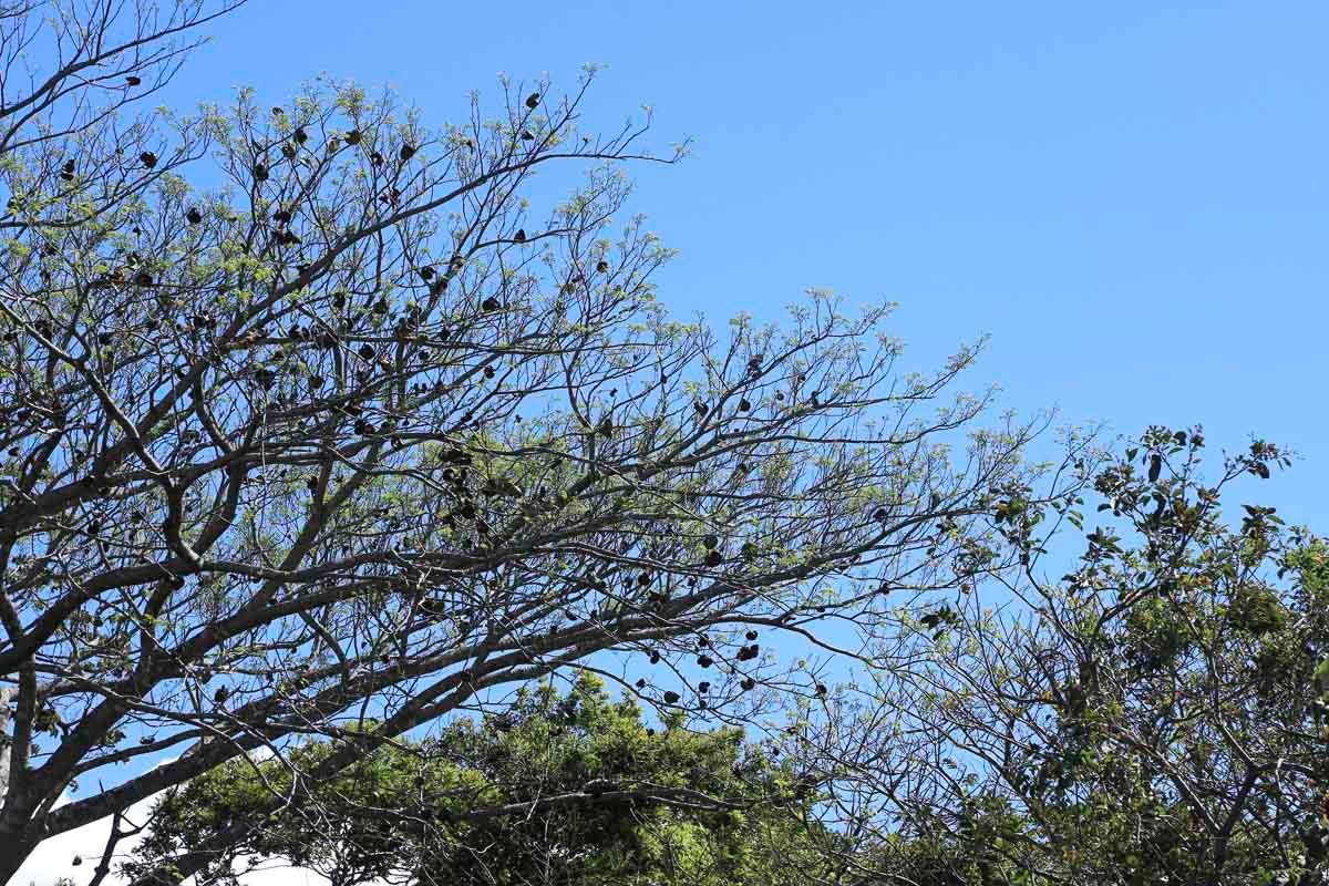 Are Dry Forests Dead During the Dry Season?