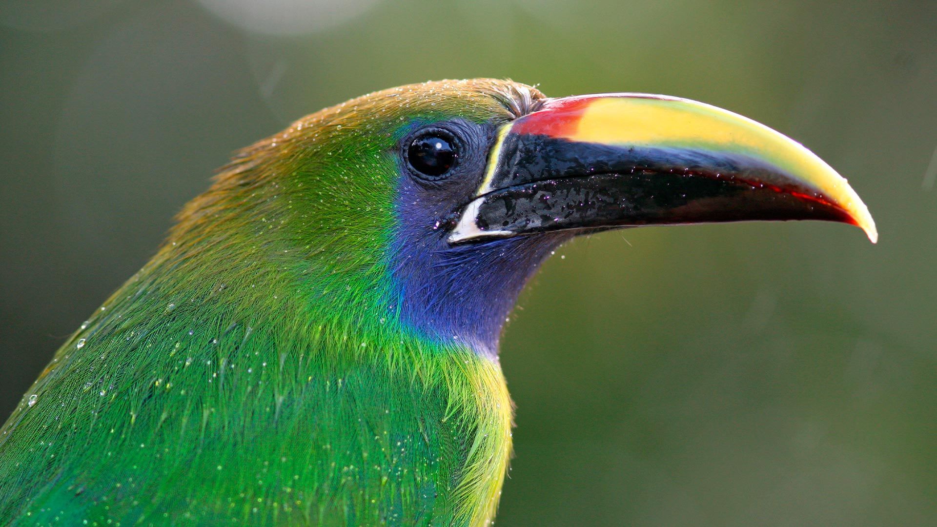 The Famous Toucan Bill
