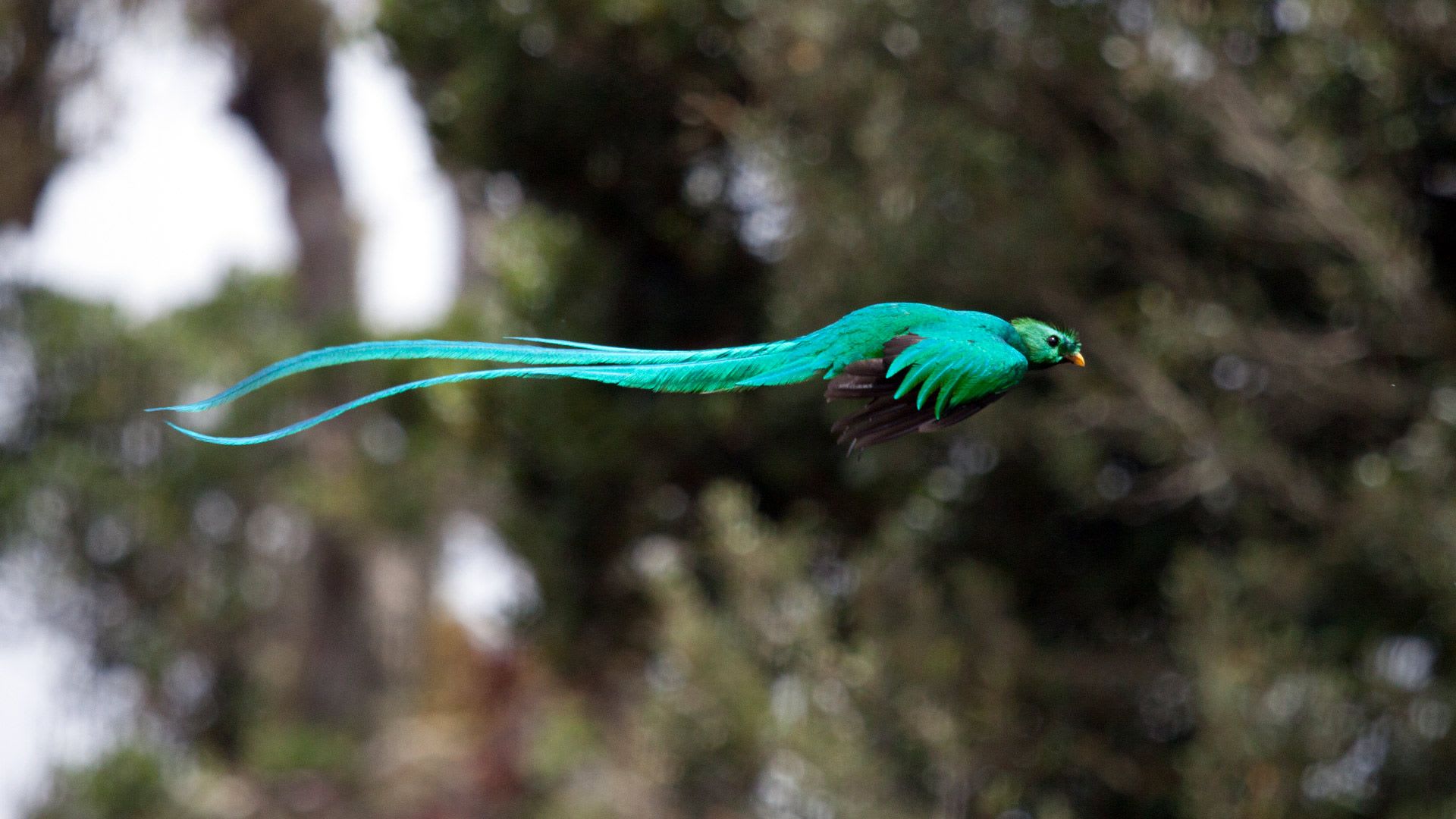 Royal Tail Feathers: A Mark of a Good Catch 