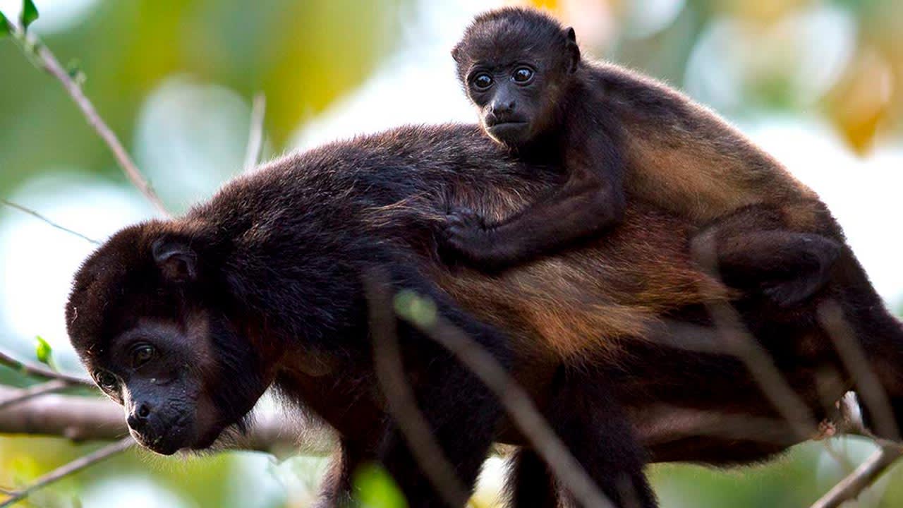 Monkeying around Costa Rica