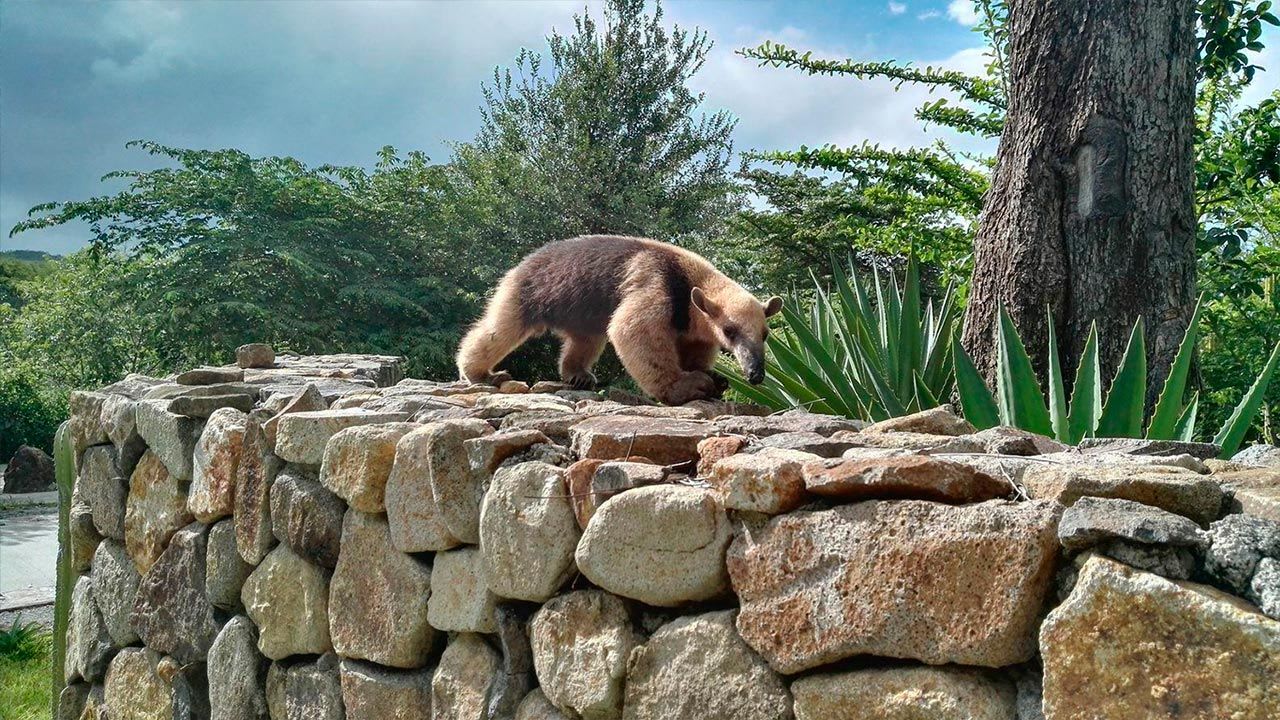 Exploring the Anteater’s Territories and Lifestyle