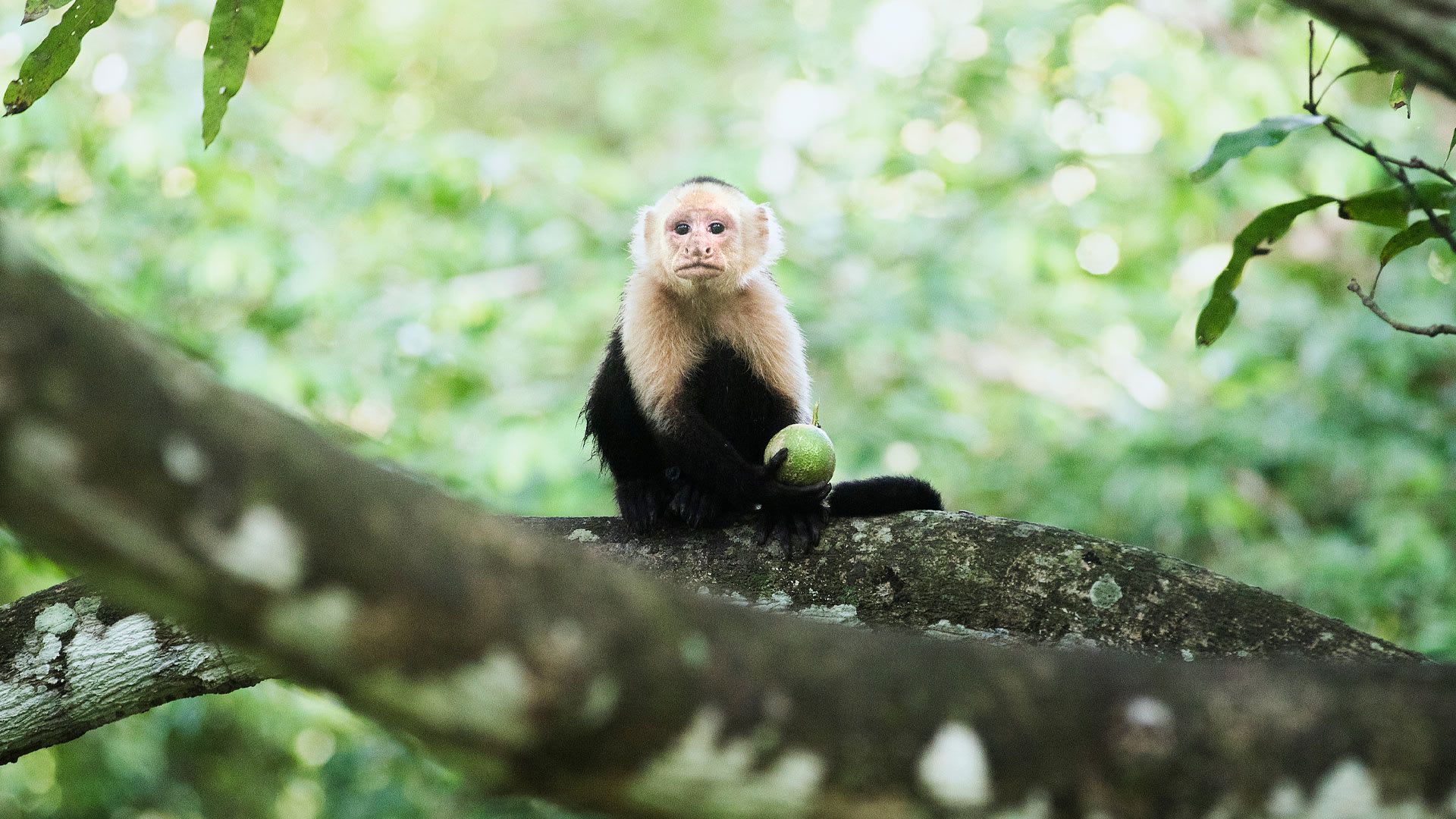 Tips for the Best Jungle Safari Stay