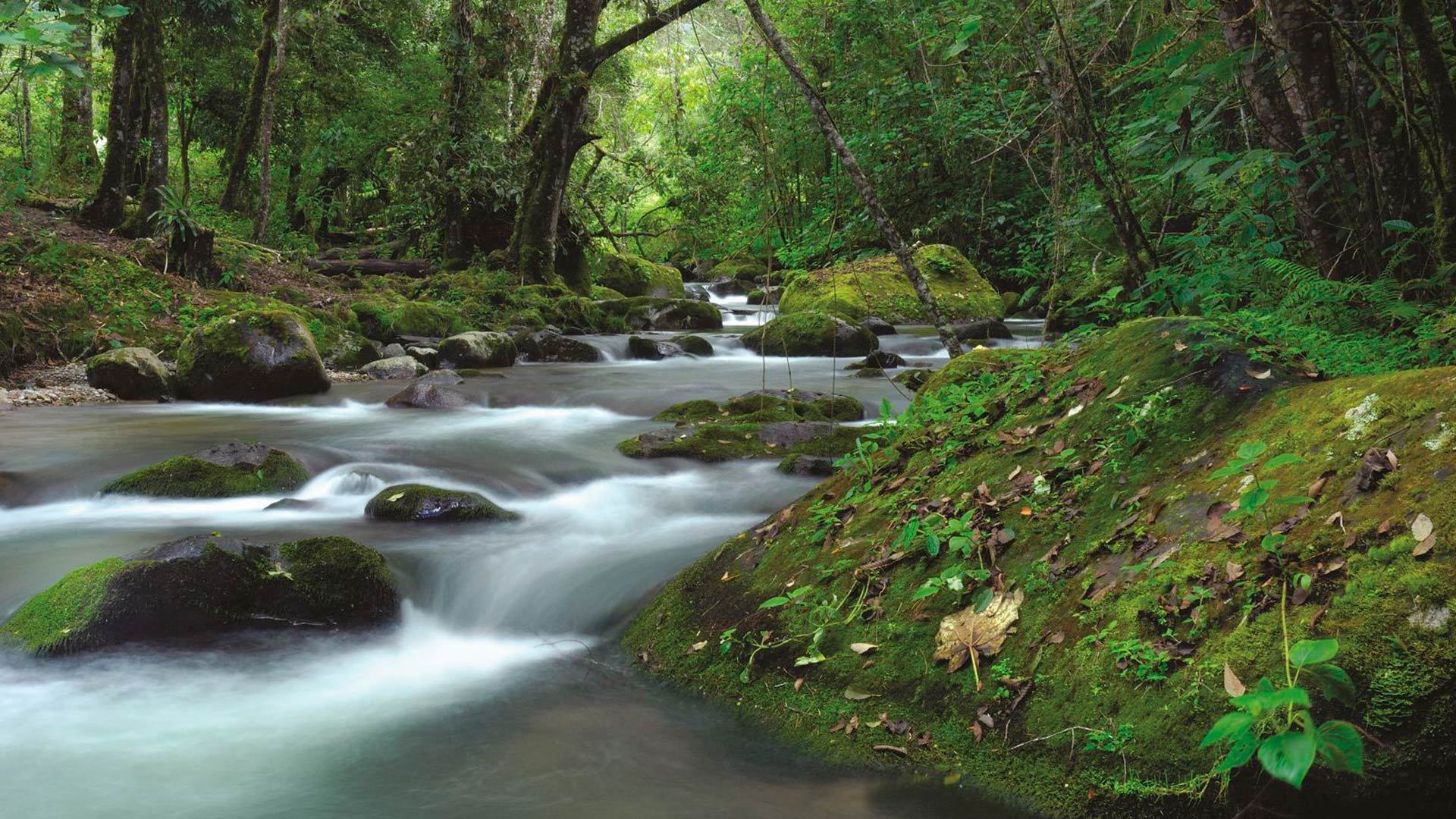 Monteverde or San Gerardo de Dota