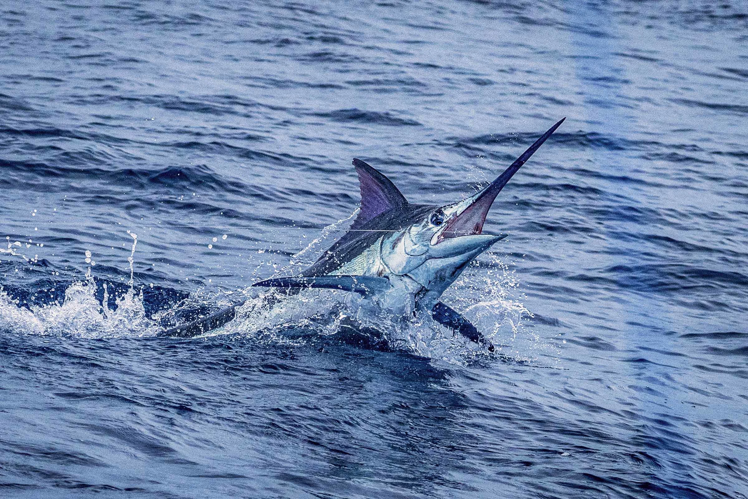 Marlin Fishing Costa Rica- Plan Your Costa Rica Marlin Fishing Adventure