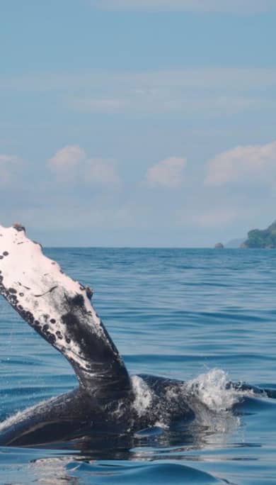 Costa Rica Travel Agency