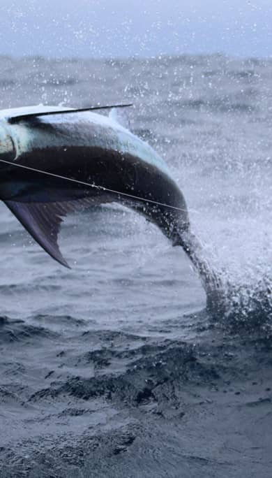 Costa Rica Travel Agency