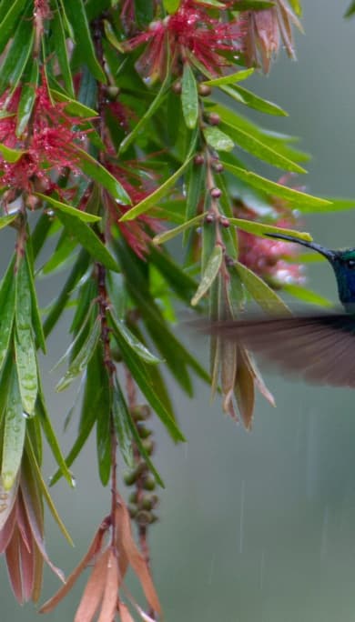Costa Rica Travel Agency