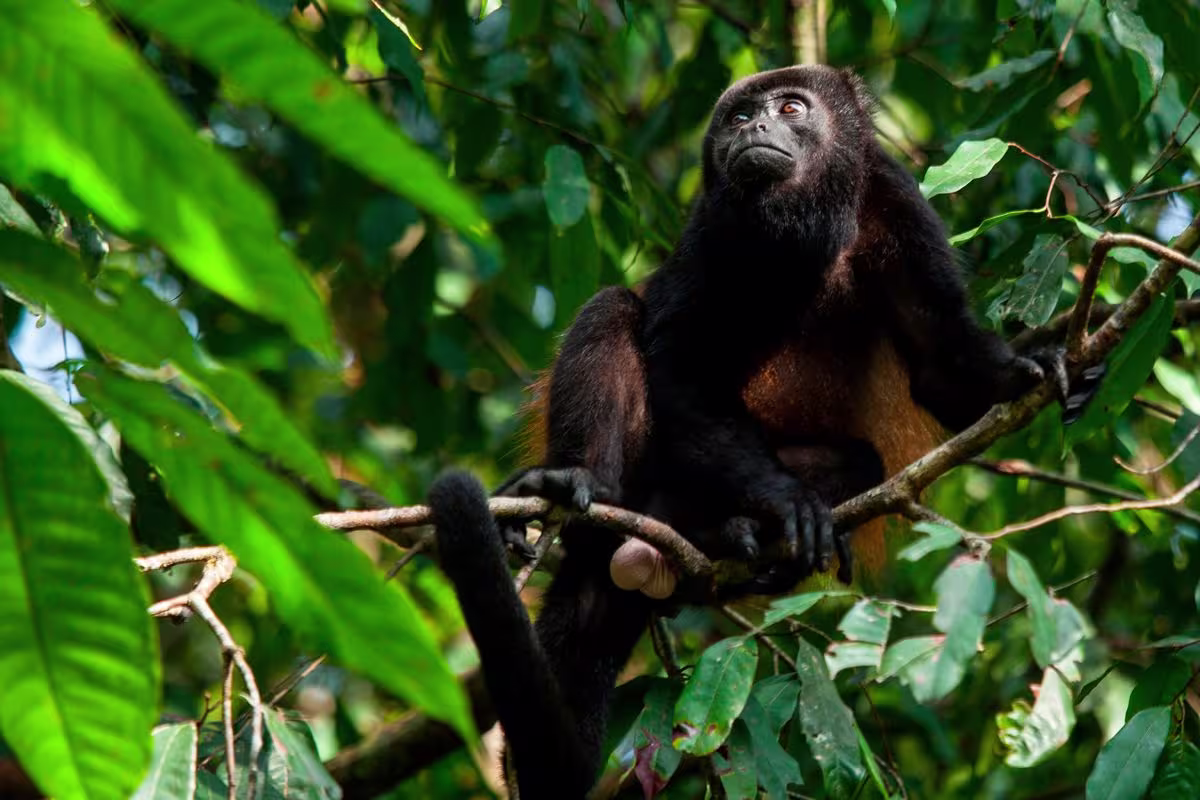 Hanging Bridges image 901