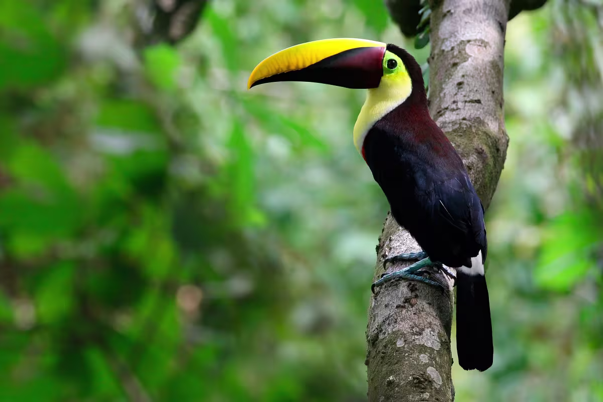 Nature by Boat image 1024