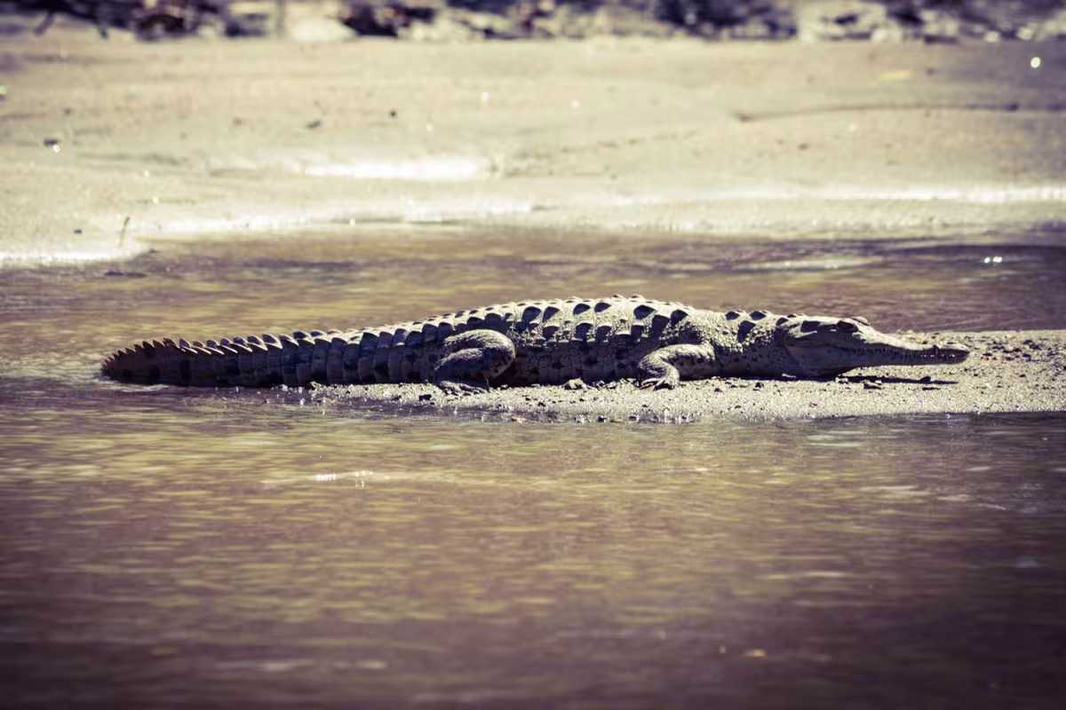 Nature by Boat image 1060