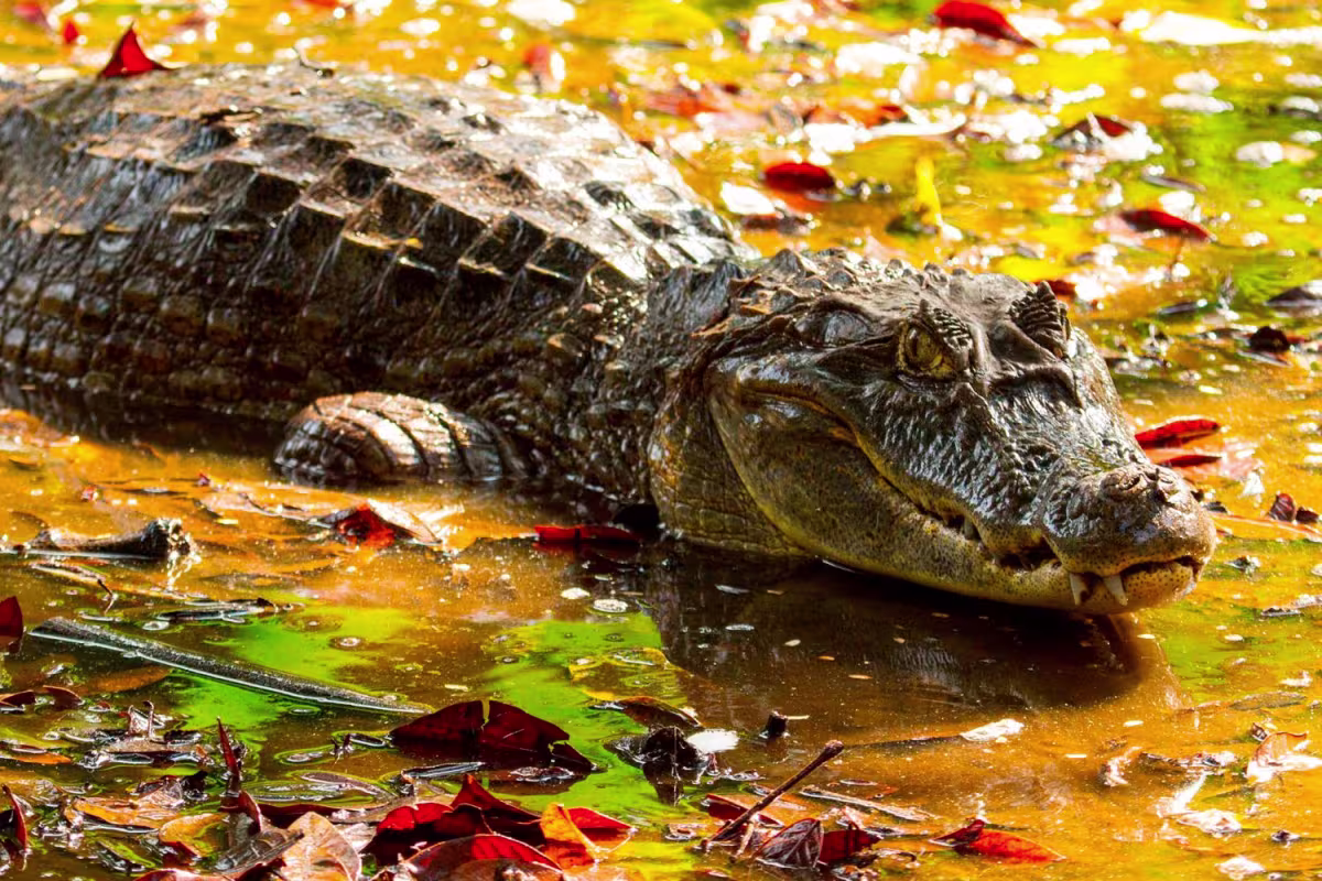 Corcovado image 1135