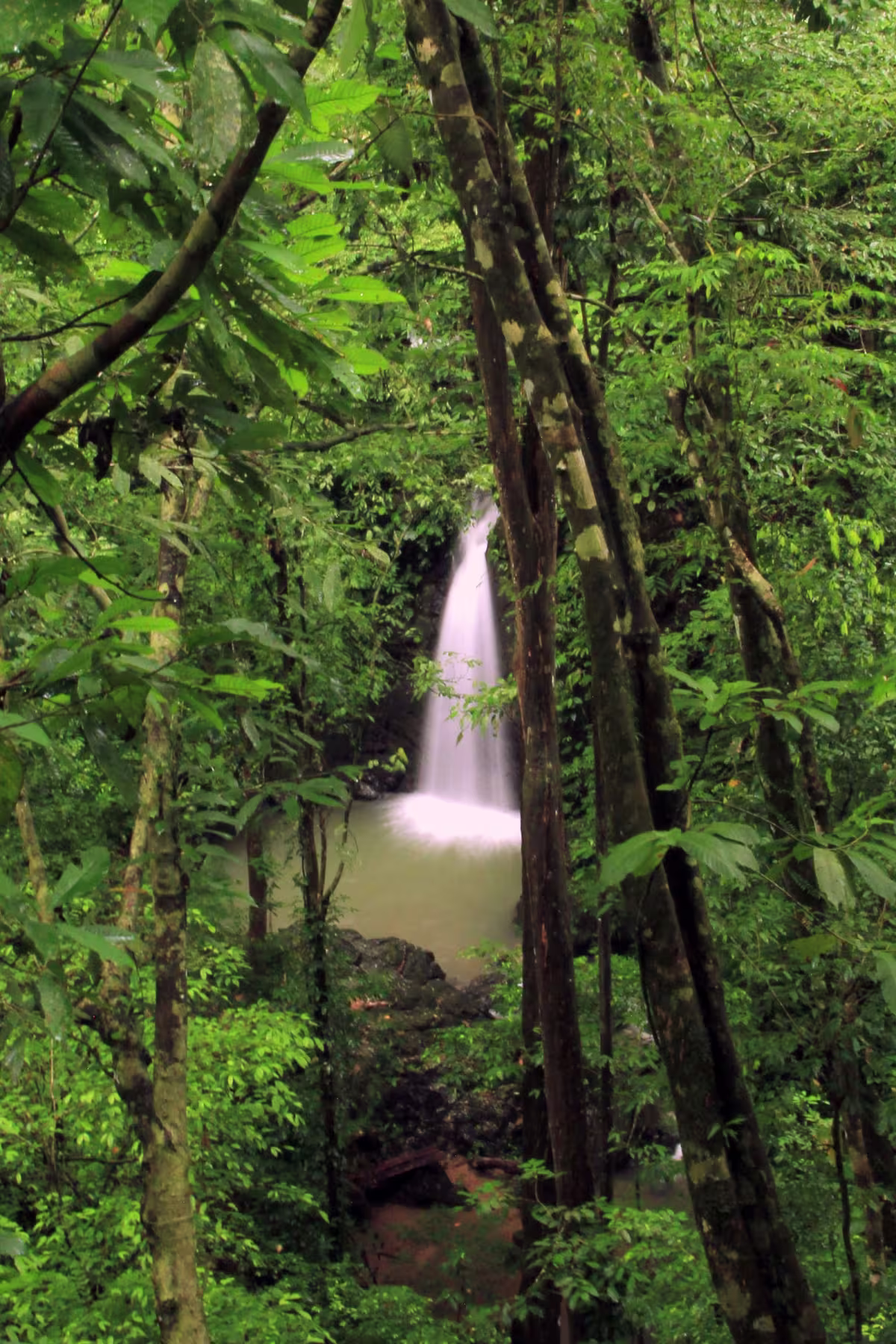 Corcovado image 1138