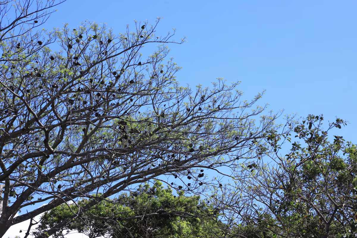 Santa Rosa National Park Guided Hike image 1178