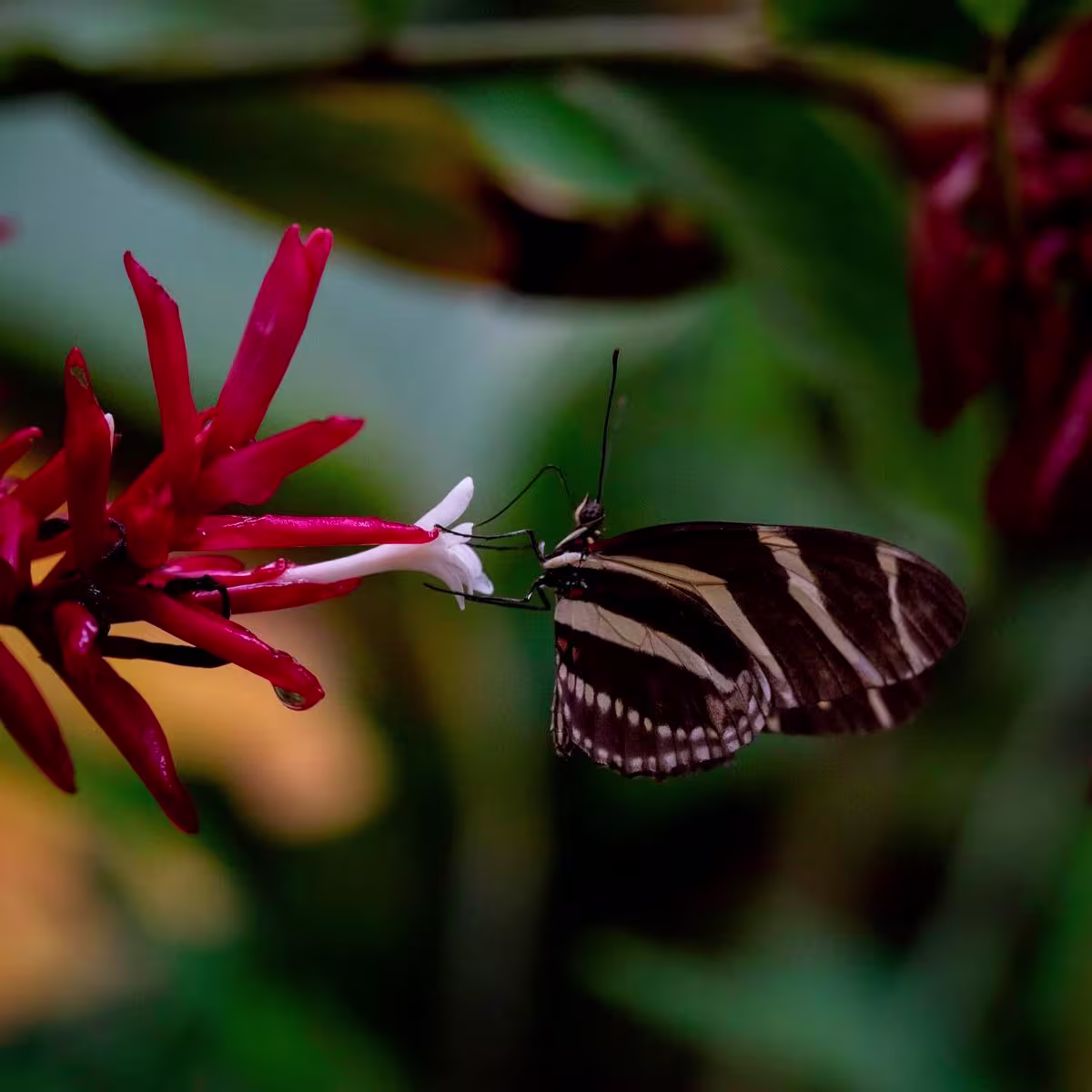 Guided Visit to a Butterfly Garden, Costa Rica image 1207