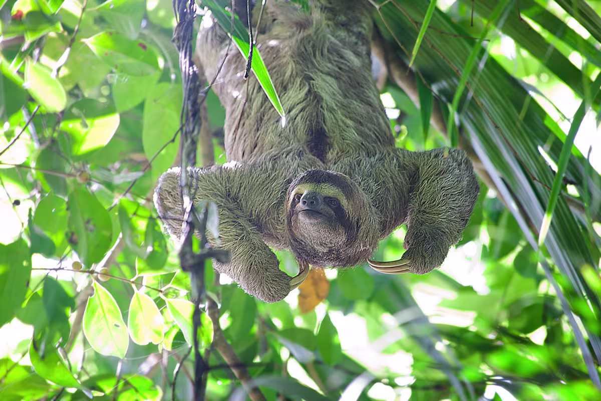 See a Sloth image 1209