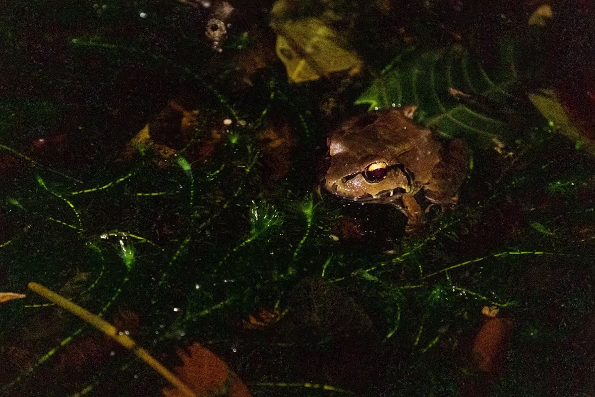 Nature Hike at Night image 1267