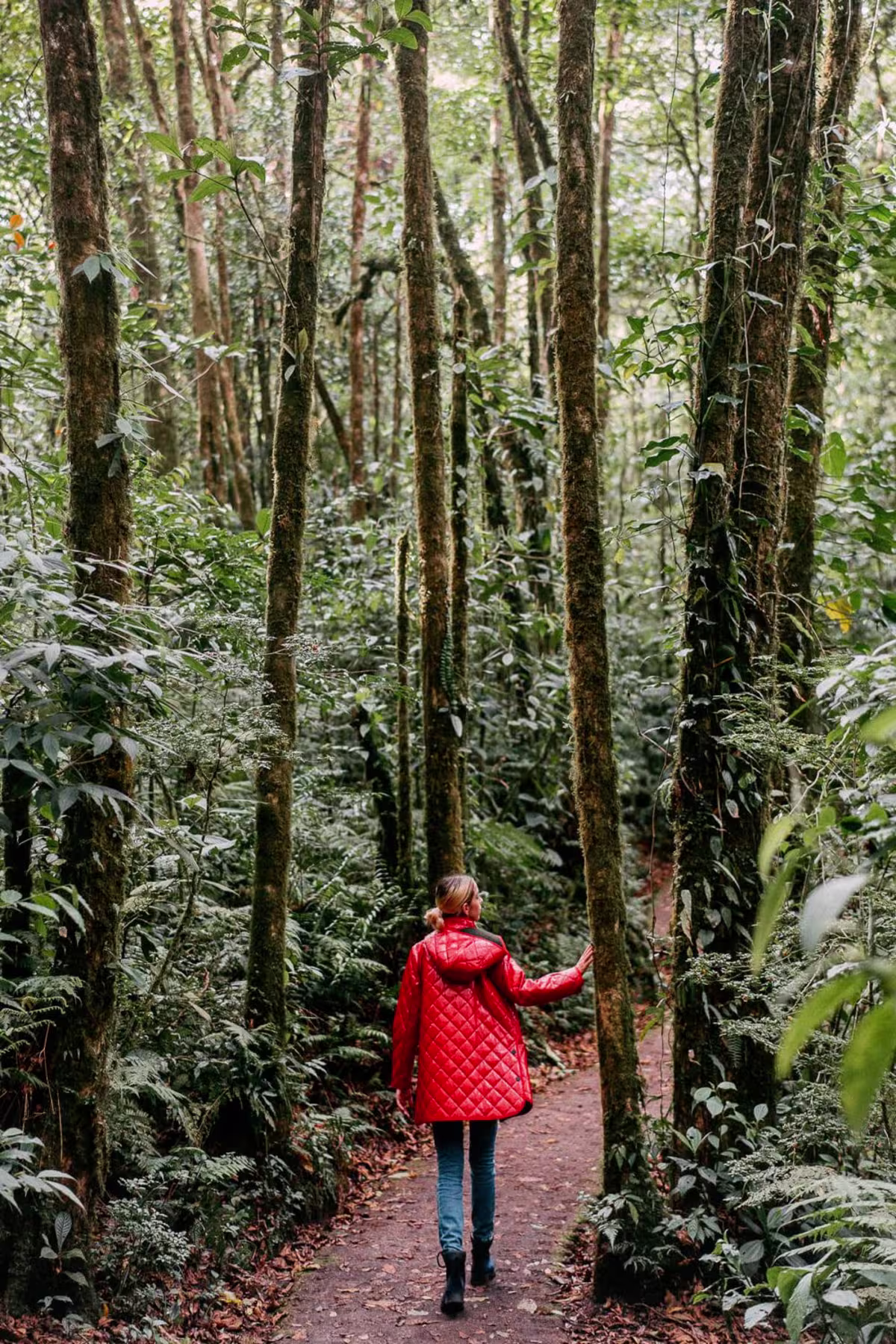 Monteverde image 1455