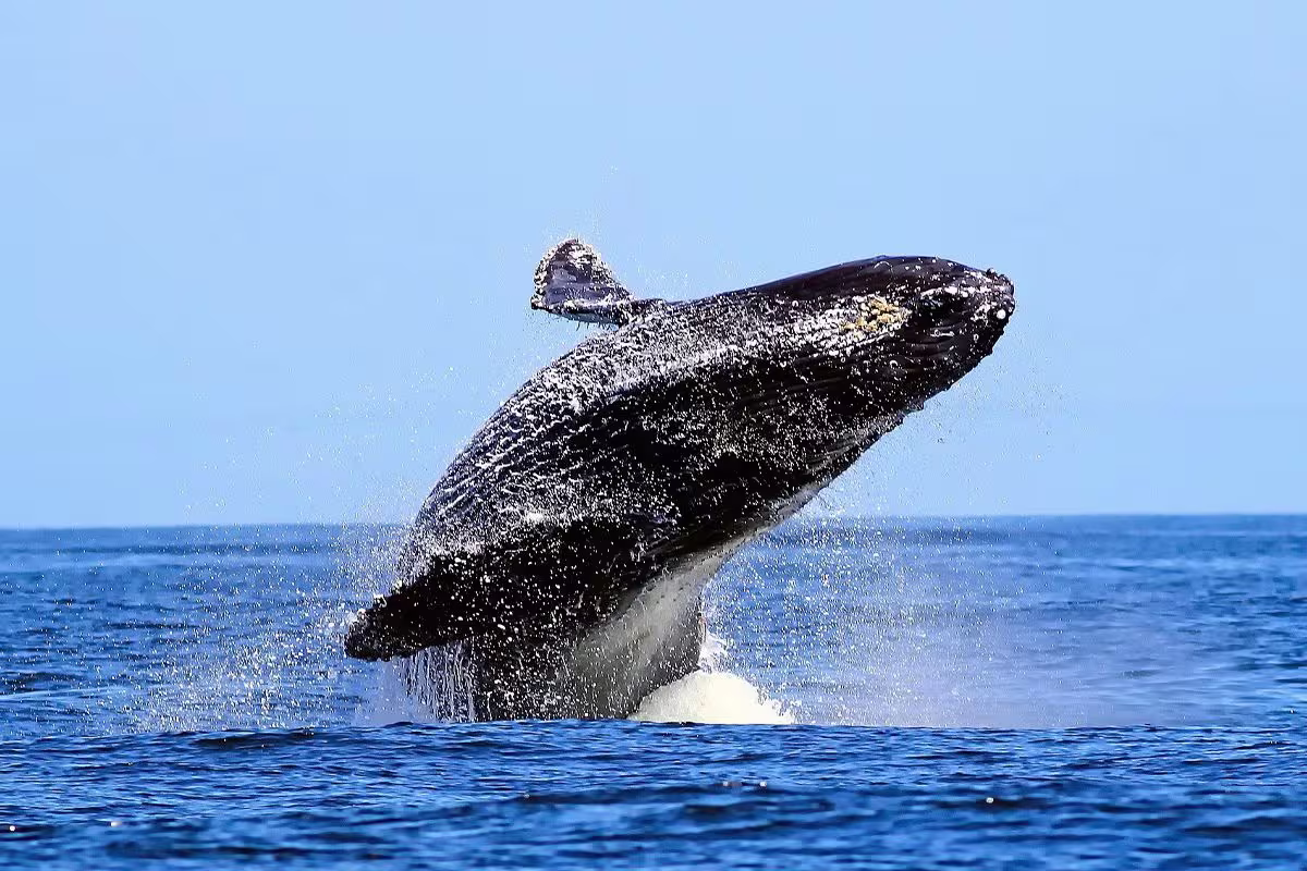 Hotel Playa Espadilla image 1499