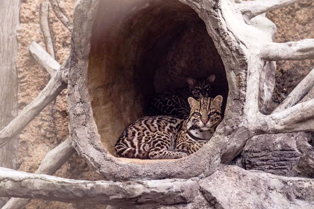 Club Rio Adventure Park image 1666