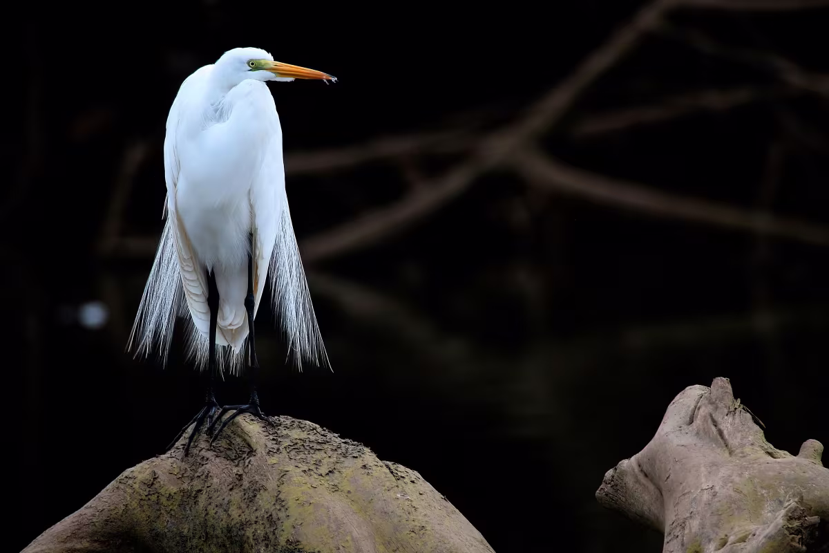 Nature by Boat image 1733