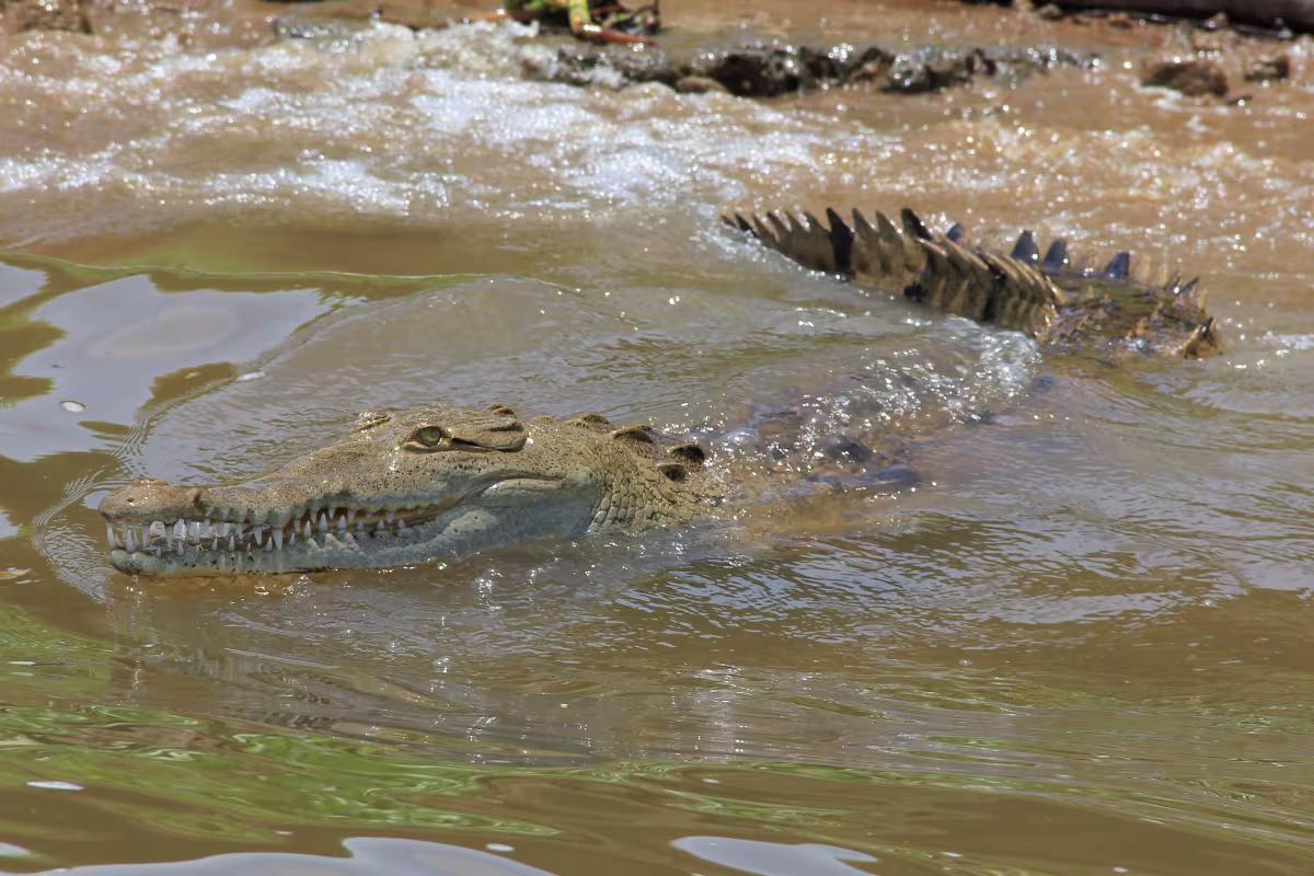 Nature by Boat image 1734