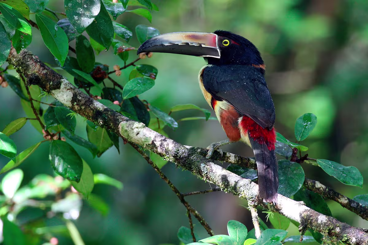 Nature by Boat image 1735