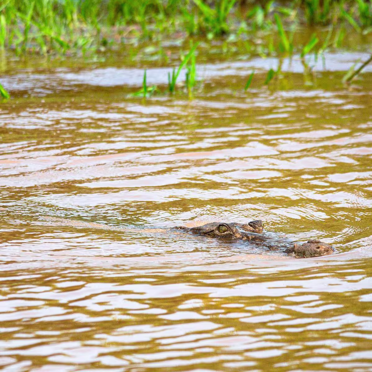 Crocodile River Cruise image 1847