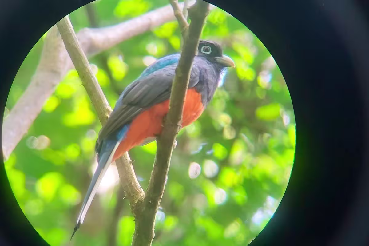 Guided Hike through Carara National Park  image 1923
