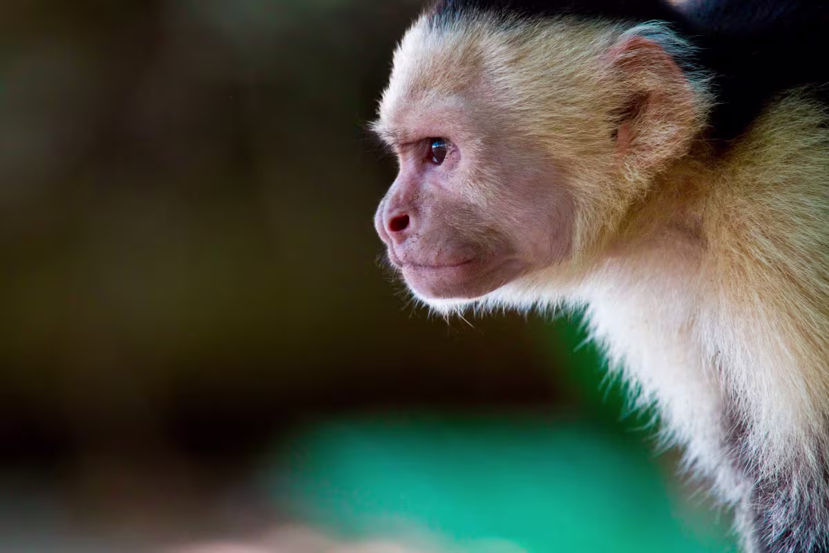 Guided Hike through Carara National Park  image 1920