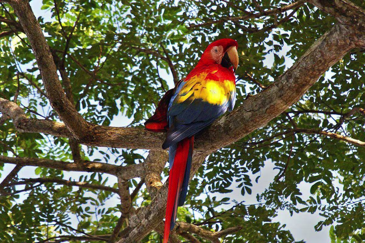 Guided Hike through Carara National Park  image 1922