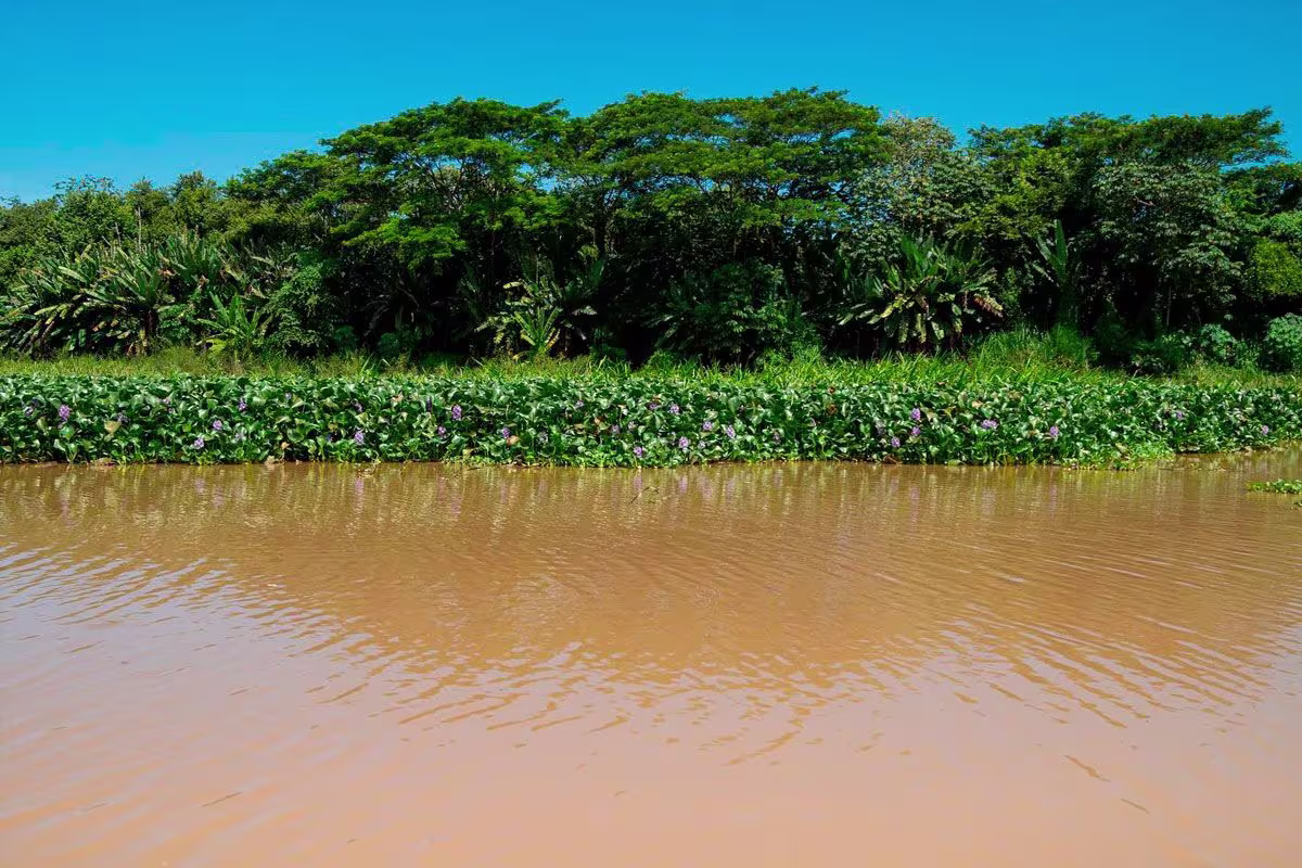 Guided Hike through Carara National Park  image 1921