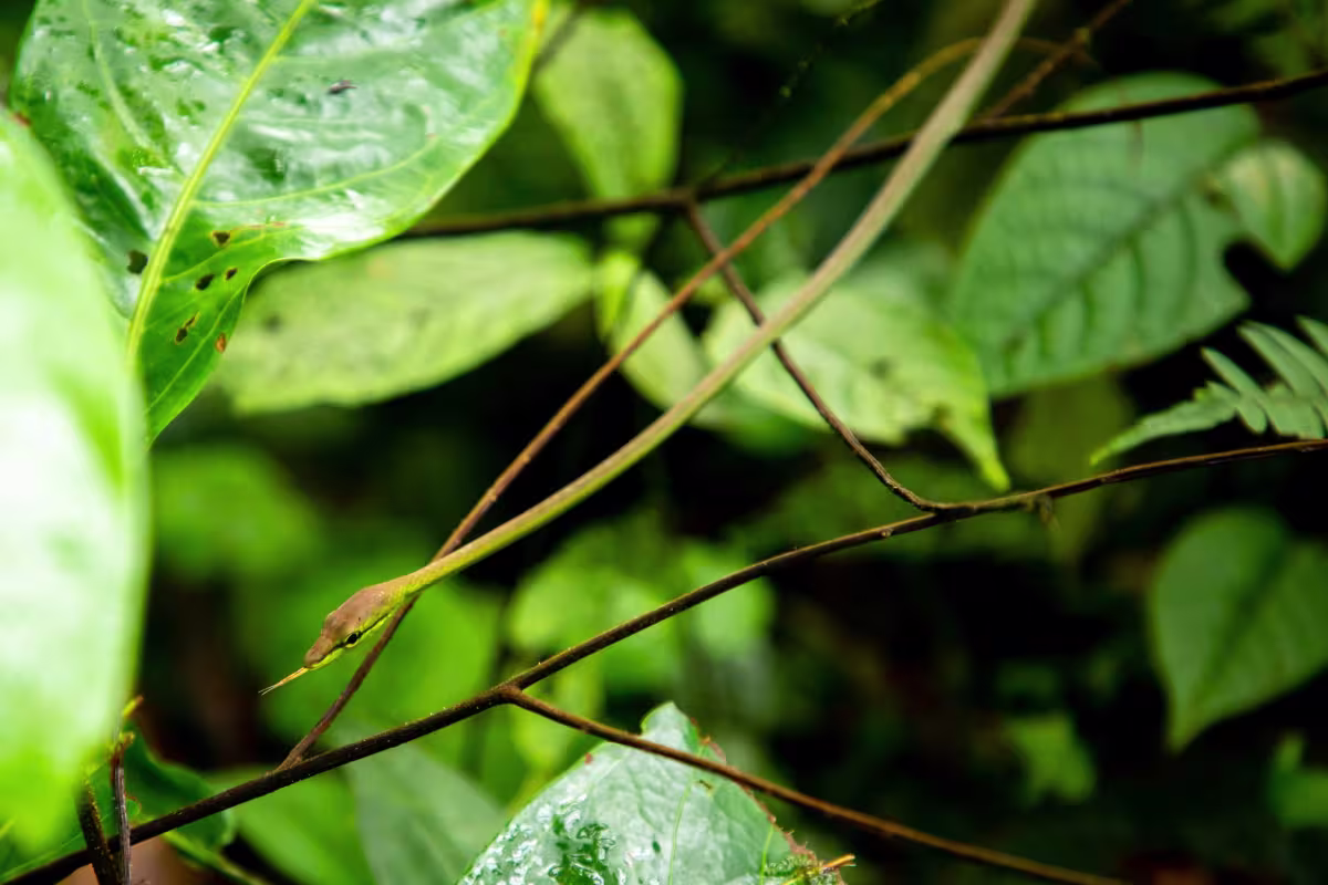 Río Celeste and Tenorio Volcano image 1935