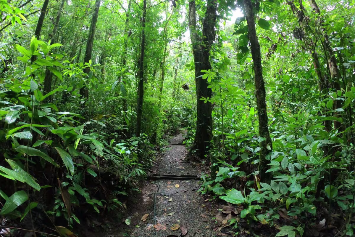 Hanging Bridges image 2032