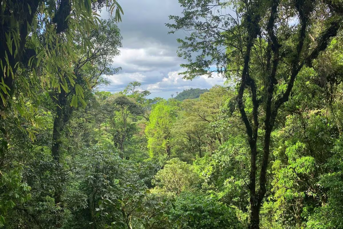 Hanging Bridges image 2033