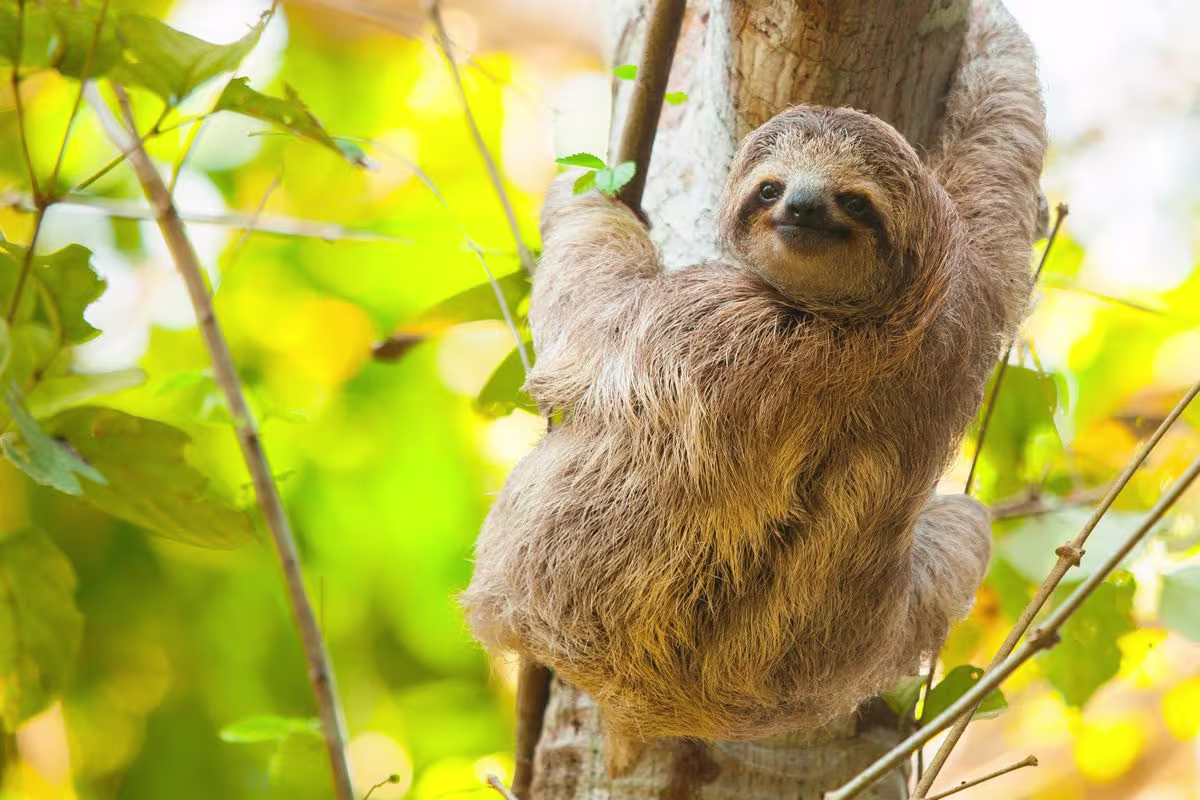 See a Sloth image 2423