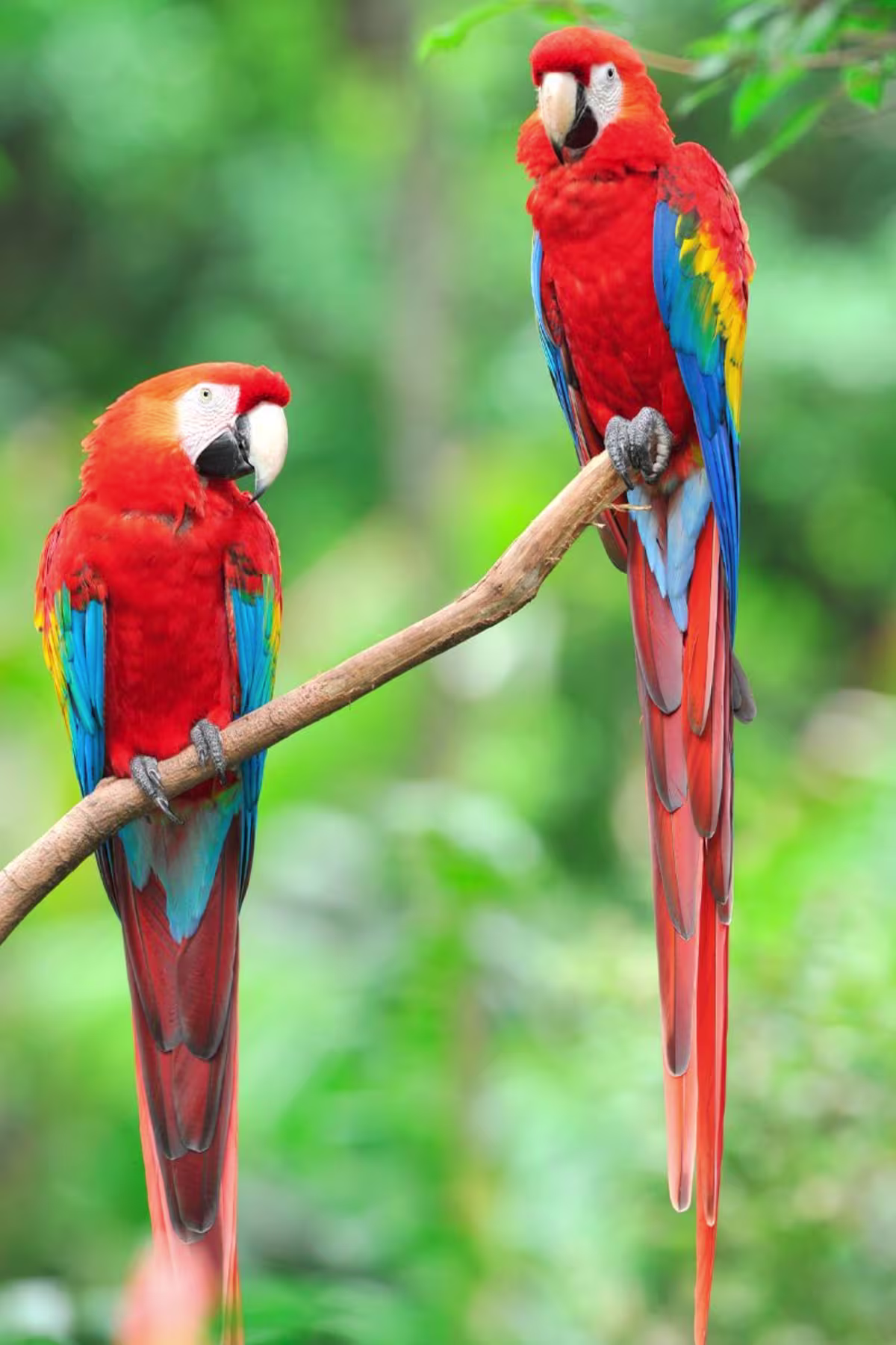Manuel Antonio National Park image 2428