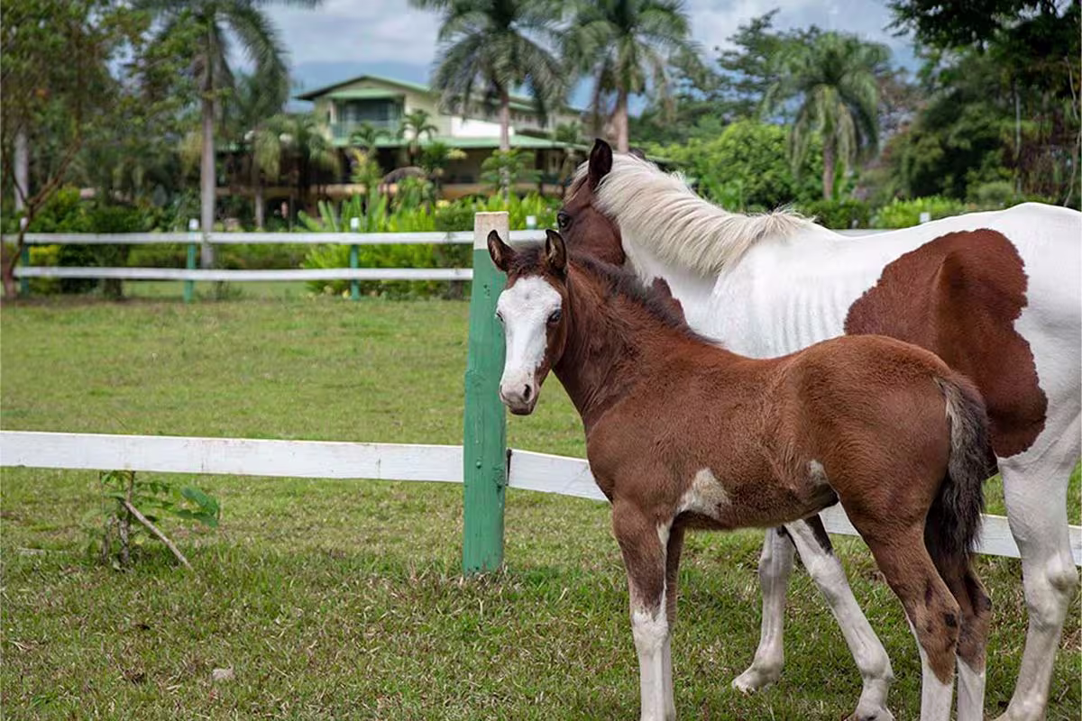 Horseback Riding image 2467