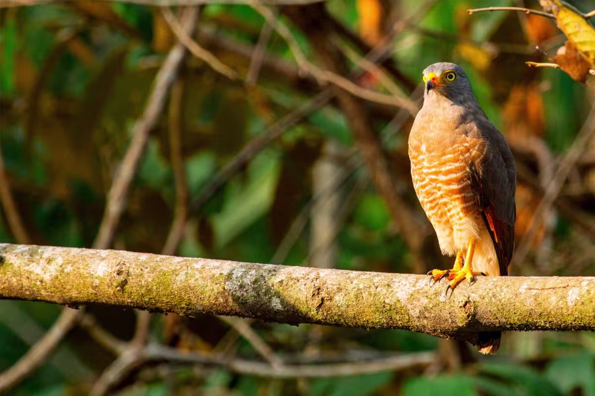 Casa Estrella image 2773